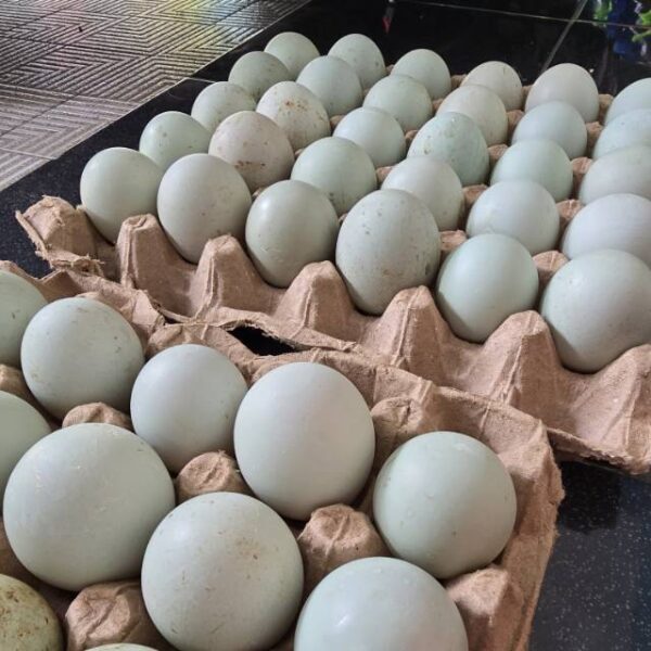 Telur Bebek Sawah - Gambar 2